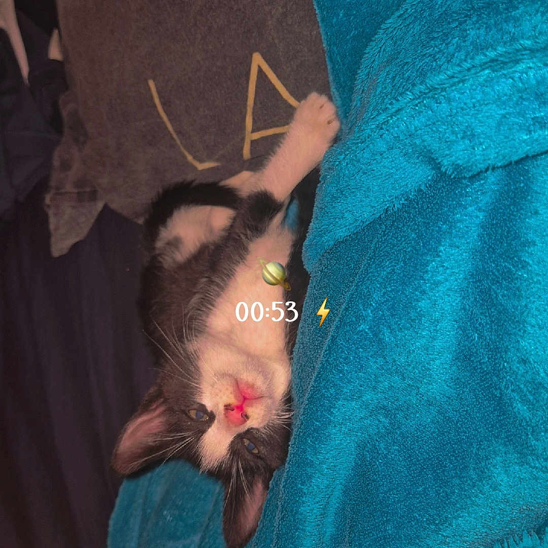 Guizmo a rejoint le concours — aidez-le/la à gagner de superbes lots ! kitten, cat, black_and_white, sleeping, upside_down, blanket, turquoise, cozy, indoor, pet, feline, whiskers, ears, eyes, nose, paws, cuddly, portrait, textile, relaxed