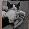 Guizmo a rejoint le concours — aidez-le/la à gagner de superbes lots ! cat, kitten, black_and_white, close_up, paw, whiskers, ears, sleepy, relaxed, cute, pet, animal, human_hand, couch, blanket, indoor, grayscale, portrait, stretching, text_overlay