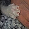 cat, paw, furry, white_fur, claws, animal, pet, close_up, macro, human_hand, touching, soft, cozy, blanket, gray, texture, whiskers, indoor, cute, photography