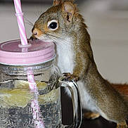 Summer participe au concours pour gagner de l'argent avec cette photo : chipmunk, degu, drinkware, eastern_chipmunk, fawn, fox_squirrel, gerbil, grey_squirrel, ground_squirrels, mouse, muridae, rodent, snout, squirrel, tail, whiskers
