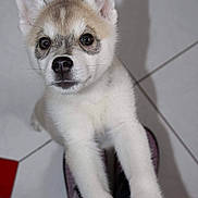 Otelo a rejoint le concours — aidez-le/la à gagner de superbes lots ! alaskan_klee_kai, ancient_dog_breeds, canidae, carnivore, companion_dog, dog, dog_breed, kishu, mammal, miniature_siberian_husky, non_sporting_group, norwegian_lundehund, puppy, rare_breed_dog, sakhalin_husky, siberian_husky, tail, vertebrate, whiskers, wolfdog