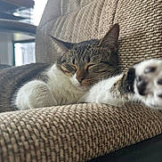Willow joined the competition — help win amazing prizes! cat, sleeping, paw, couch, indoor, furniture, pet, relaxed, closeup, texture, cozy, fur, whiskers, domestic_animal, resting, tabby, natural_light, home, cute, animal