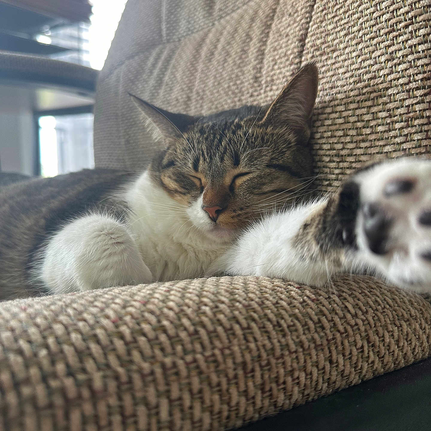 Willow
