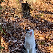 Walter is registered to the contest to win money with this photo: cat, animal, forest, leaves, tree_trunk, woodland, outdoor, nature, sunlight, shadow, mammal, sitting, yawning, black_and_white, pet, ground, autumn, twigs, wildlife, daylight