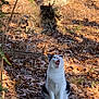cat, animal, forest, leaves, tree_trunk, woodland, outdoor, nature, sunlight, shadow, mammal, sitting, yawning, black_and_white, pet, ground, autumn, twigs, wildlife, daylight