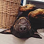 Zeno a rejoint le concours — aidez-le/la à gagner de superbes lots ! dog, upside_down, playful, teeth, floor, wicker_basket, towels, shelf, indoors, pet, black_and_brown, canine, smiling, relaxed, fur, nose, ears, home, wooden_floor, cute