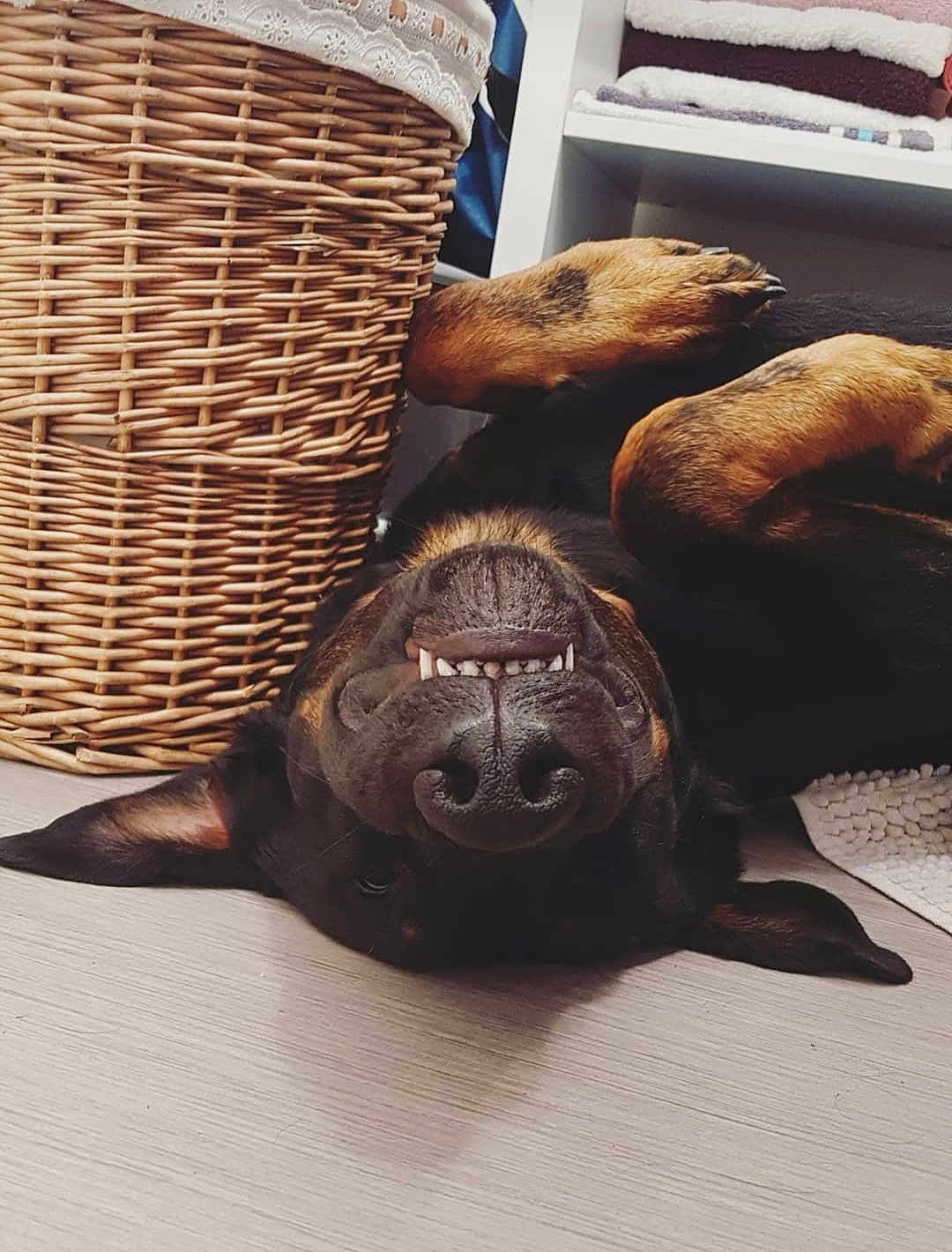 Zeno a rejoint le concours — aidez-le/la à gagner de superbes lots ! dog, upside_down, playful, teeth, floor, wicker_basket, towels, shelf, indoors, pet, black_and_brown, canine, smiling, relaxed, fur, nose, ears, home, wooden_floor, cute