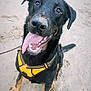 dog, canine, pet, black_dog, tan_markings, harness, tongue_out, sand, playful, outdoor, happy, animal, muzzle, paw, sitting, looking_up, closeup, cute, friendly, leash