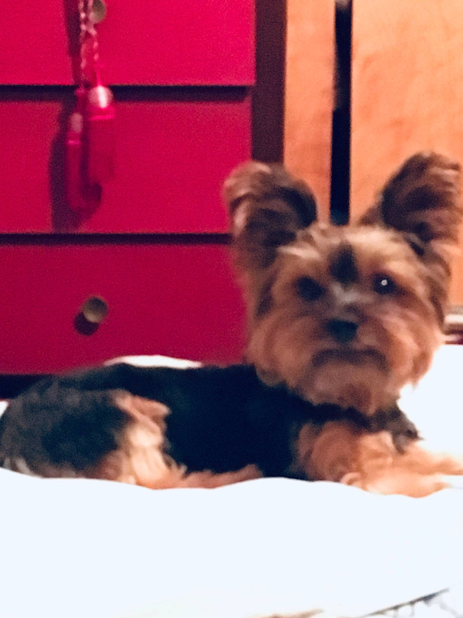 Epsi joined the competition — help win amazing prizes! australian_silky_terrier, biewer_terrier, canidae, carnivore, chinese_imperial_dog, companion_dog, dog, dog_breed, maltepoo, mammal, morkie, puppy, rare_breed_dog, shih_tzu, small_terrier, terrier, toy_dog, yorkipoo, yorkshire_terrier