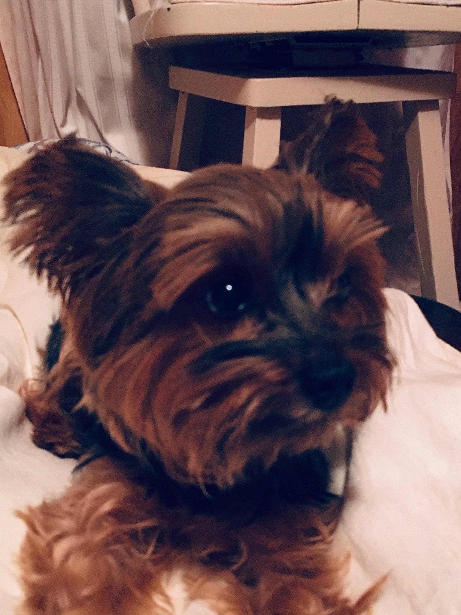 Epsi joined the competition — help win amazing prizes! australian_silky_terrier, biewer_terrier, cairn_terrier, canidae, carnivore, companion_dog, dog, dog_breed, ear, maltepoo, mammal, morkie, puppy, schnoodle, small_terrier, snout, terrier, toy_dog, vertebrate, yorkshire_terrier