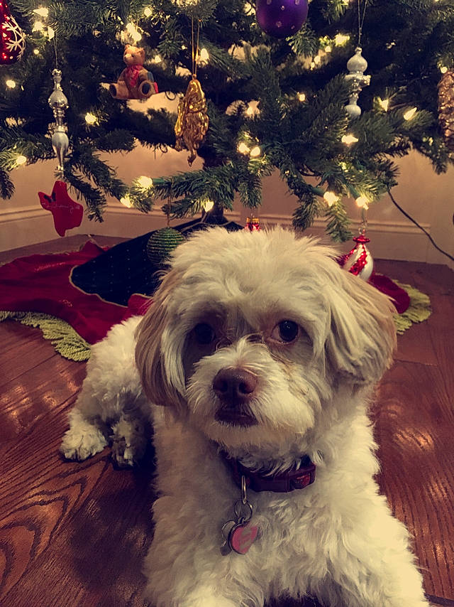 Asha is registered to the contest to win money with this photo: bichon, bolonka, canidae, carnivore, cavachon, cockapoo, companion_dog, dog, dog_breed, havanese, maltepoo, maltese, mammal, morkie, puppy, puppy_love, schnoodle, shih_tzu, sky, snout