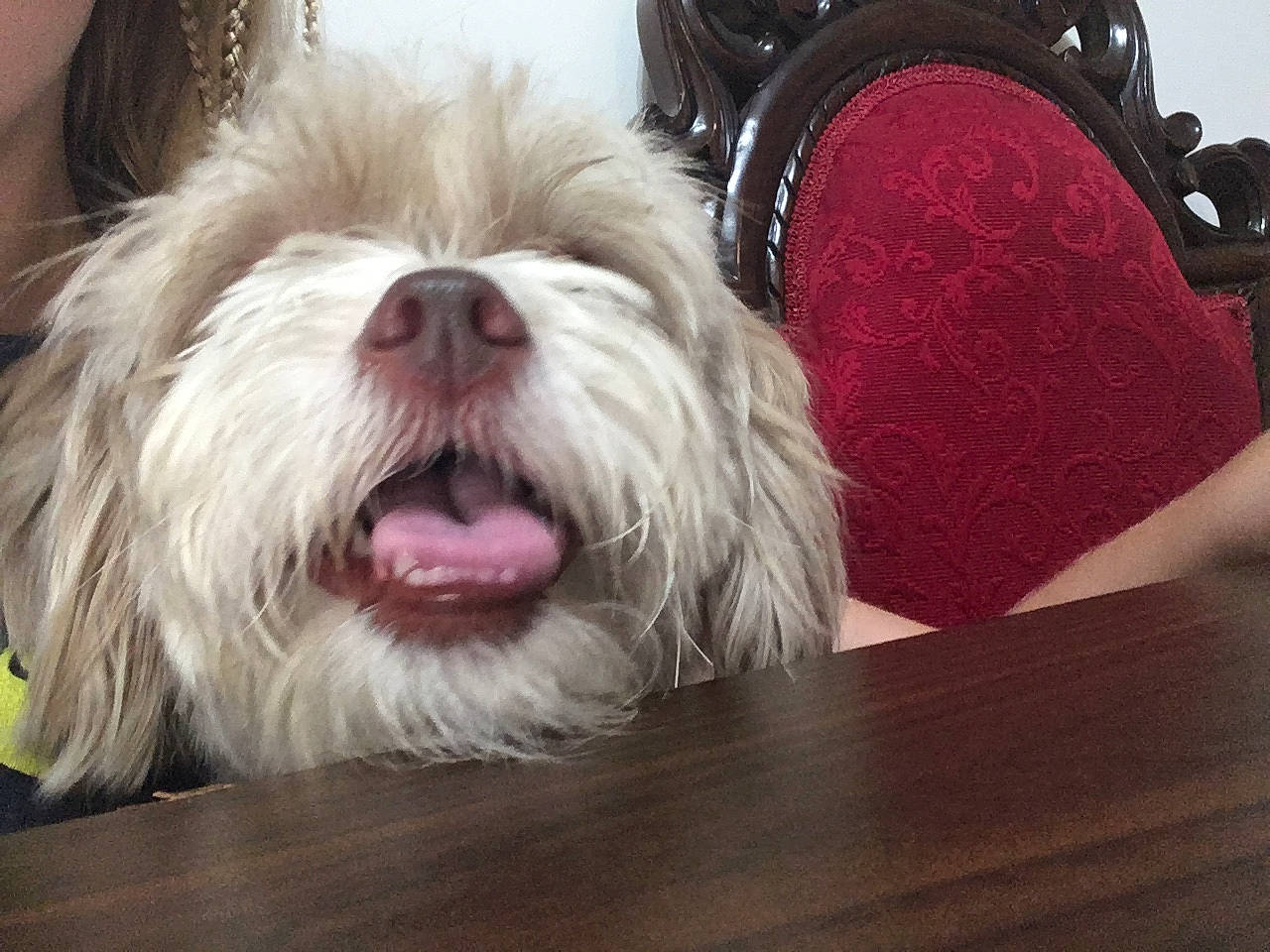 Asha is registered to the contest to win money with this photo: canidae, carnivore, companion_dog, dog, dog_breed, fur, kyi_leo, lhasa_apso, lowchen, maltese, mammal, petit_basset_griffon_vendeen, puppy, rare_breed_dog, shih_tzu, snout, sporting_group, tibetan_terrier, toy_dog, vertebrate