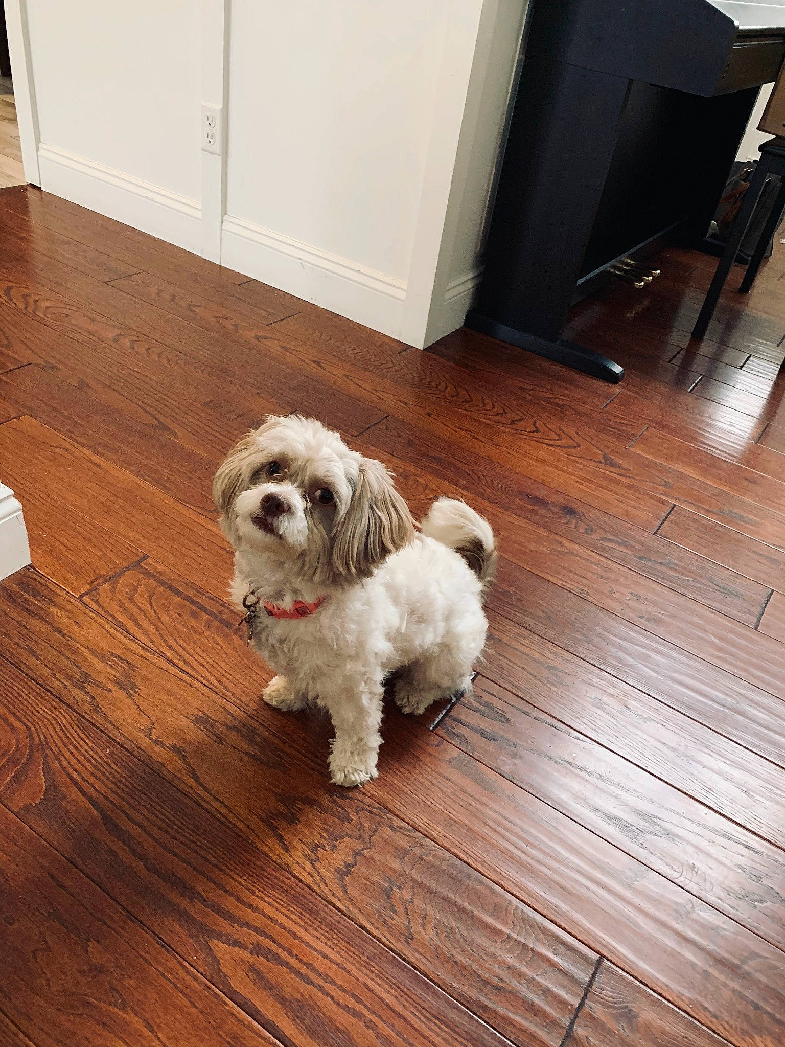 Asha joined the competition — help win amazing prizes! canidae, carnivore, cavachon, chinese_imperial_dog, cockapoo, companion_dog, dog, dog_breed, floor, flooring, havanese, maltepoo, maltese, mammal, poodle_crossbreed, puppy, schnoodle, shih_tzu, tibetan_terrier, vertebrate