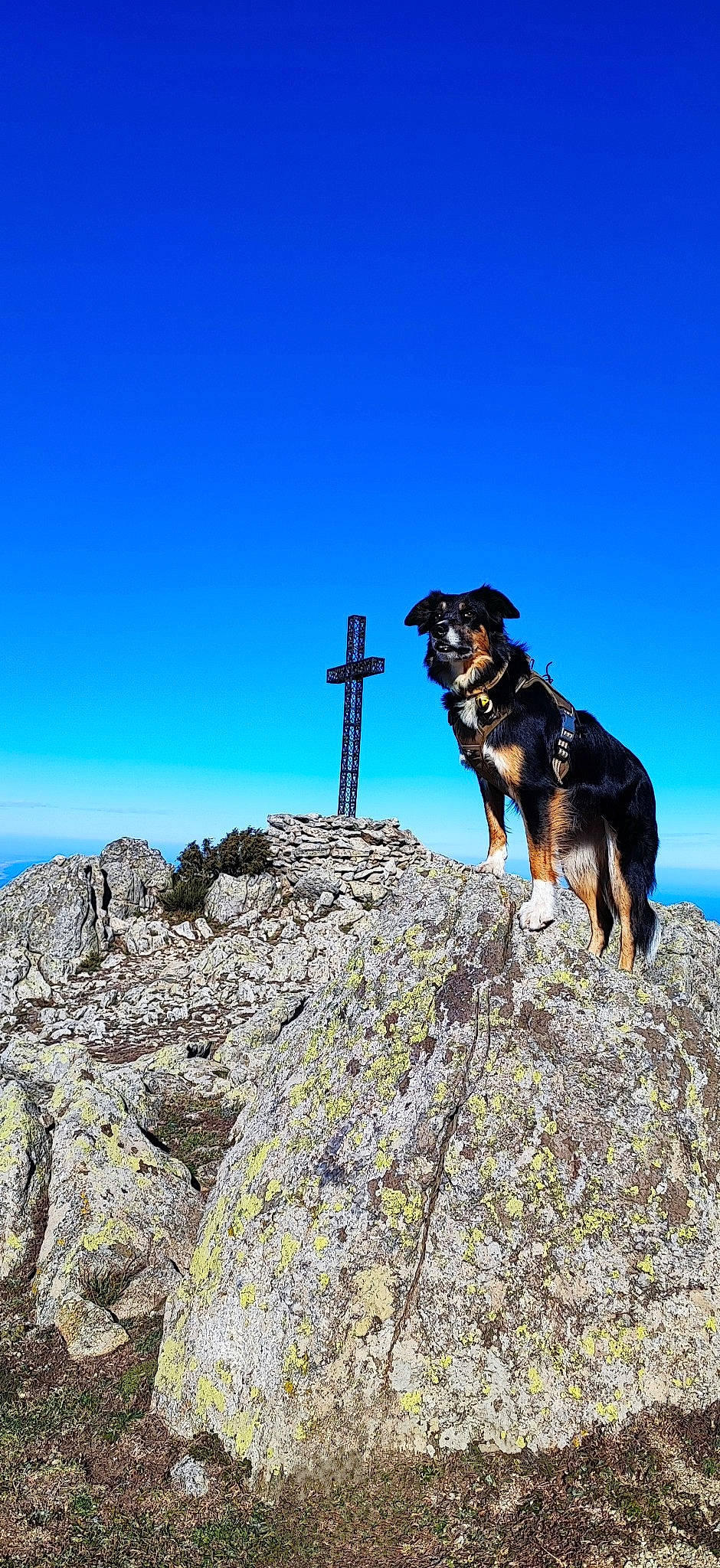 Havana participe au concours pour gagner de l'argent avec cette photo : adventure, bedrock, carnivore, collar, dog, dog_breed, electric_blue, fun, herding_dog, hill, landscape, mountain, mountain_range, mountainous_landforms, recreation, ridge, rock, sky, slope, working_animal