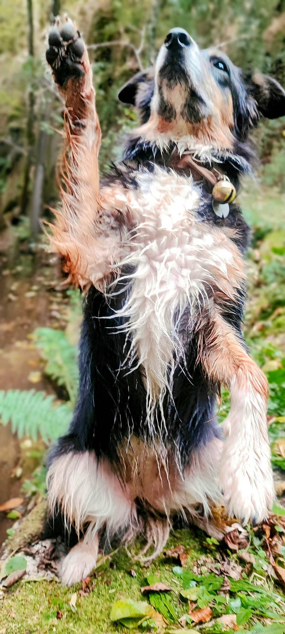 Havana a rejoint le concours — aidez-le/la à gagner de superbes lots ! canidae, carnivore, collar, companion_dog, dog, dog_breed, dog_supply, fawn, fur, grass, light, liver, plant, snout, sporting_group, tail, terrier, toy_dog, water_dog, whiskers