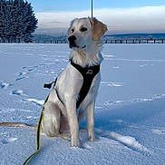 Denver participe au concours pour gagner de l'argent avec cette photo : animal, canine, cold, daylight, dog, field, frost, golden_retriever, harness, landscape, leash, nature, outdoor, pet, puppy, sitting, sky, snow, trees, winter