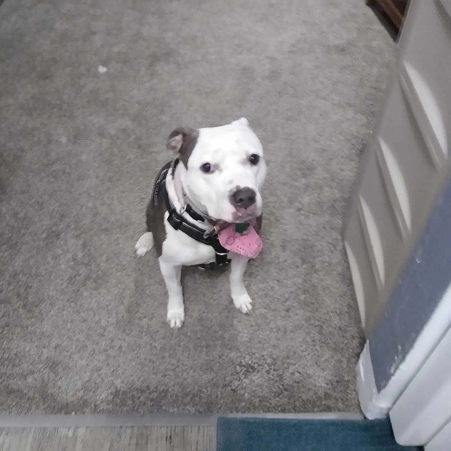 Pearl joined the competition — help win amazing prizes! accessories, animal, ball, bostonbull, boxer, bulldog, canine, dog, frenchbulldog, hound, indoors, interiordesign, pet, pitbull, puppy, sport, strap, tennis, tennisball, whitedog