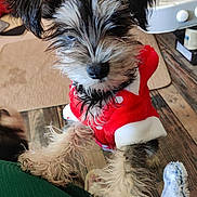 Luna joined the competition — help win amazing prizes! dog, puppy, pet, fur, red_clothing, indoor, wooden_floor, curious, small_dog, cute, furry, animal, mammal, domestic, household, toy, carpet, closeup, fuzzy, playful