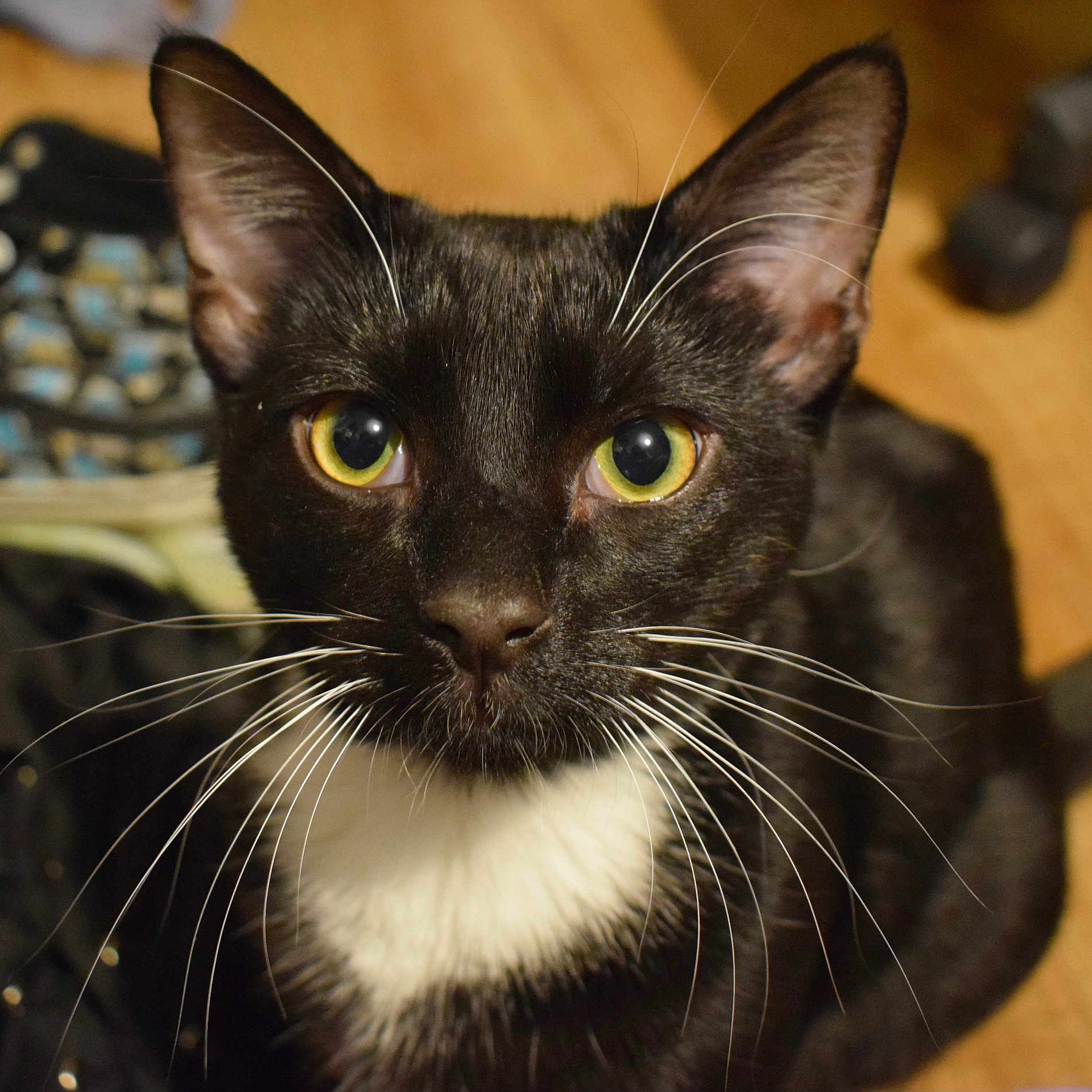 Mori is registered to the contest to win money with this photo: abyssinian, animal, blackcat, cat, egyptiancat, kitten, manx, pet