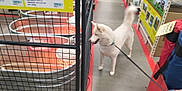 Seri is registered to the contest to win money with this photo: dog, white_dog, leash, store, aisle, metal_cage, sign, concrete_floor, person_hand, pet, animal, indoor, retail, shopping, curious, tail, collar, container, product, shelf