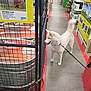 dog, white_dog, leash, store, aisle, metal_cage, sign, concrete_floor, person_hand, pet, animal, indoor, retail, shopping, curious, tail, collar, container, product, shelf