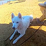 Seri joined the competition — help win amazing prizes! dog, white_dog, blue_eyes, sandy_ground, leash, wooden_bench, outdoor, sunny, lake, water, person, picnic_table, animal, pet, canine, resting, daytime, nature, park, recreation