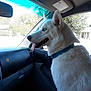 Seri joined the competition — help win amazing prizes! dog, white_dog, husky, blue_eyes, car_interior, passenger_seat, sunlight, tongue_out, collar, window, dashboard, seat, vehicle, pet, animal, daylight, side_view, canine, domestic_animal, alert