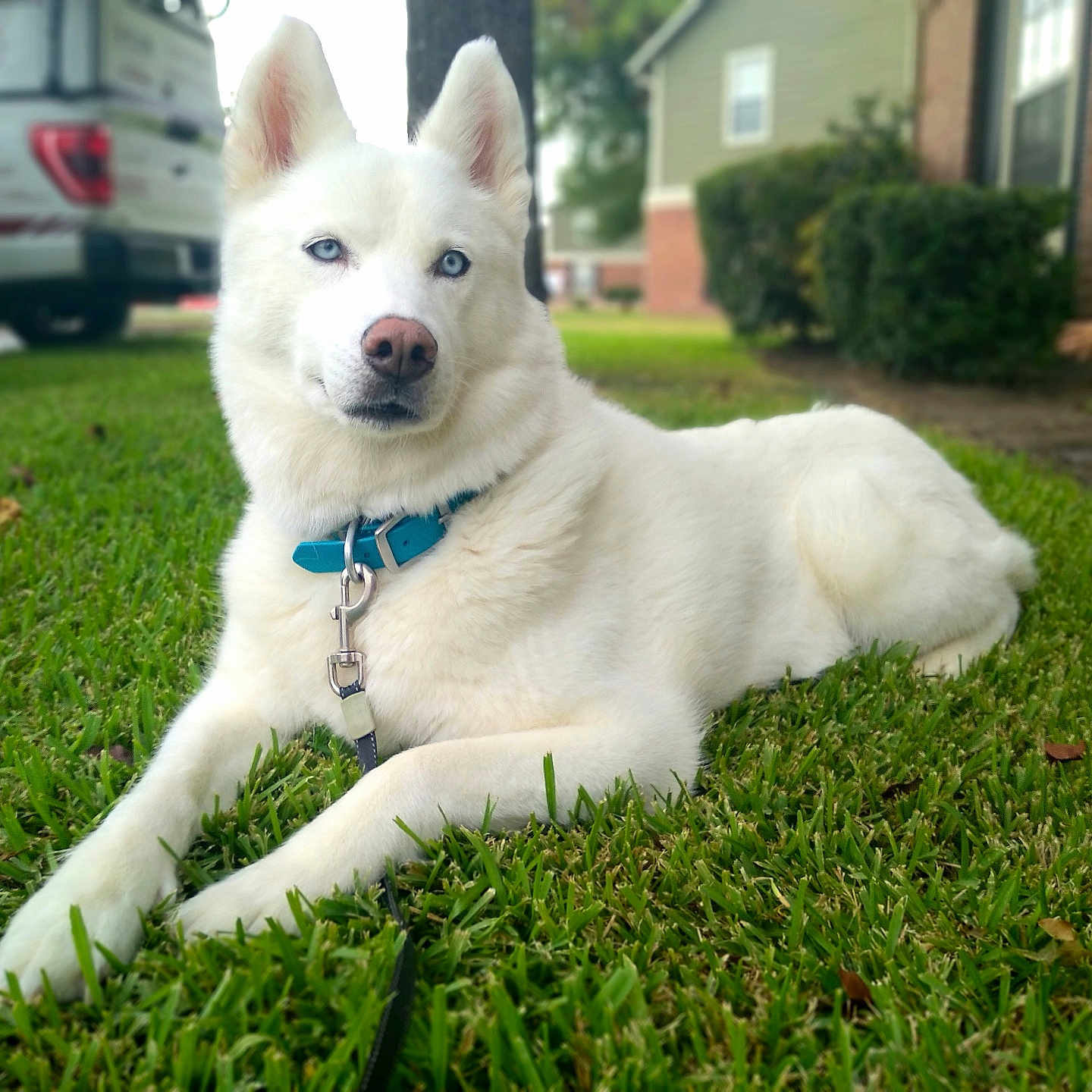 Seri joined the competition — help win amazing prizes! blue_eyes, brick_house, canine, child, collar, daylight, dog, grass, greenery, house, lawn, leash, outdoor, pet, playing, portrait, relaxed, suburban, vehicle, white_dog