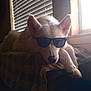 dog, white_dog, sunglasses, window, blinds, blanket, indoor, pet, animal, relaxed, sunlight, shadow, fur, nosed, ears, paw, resting, cool, casual, domestic