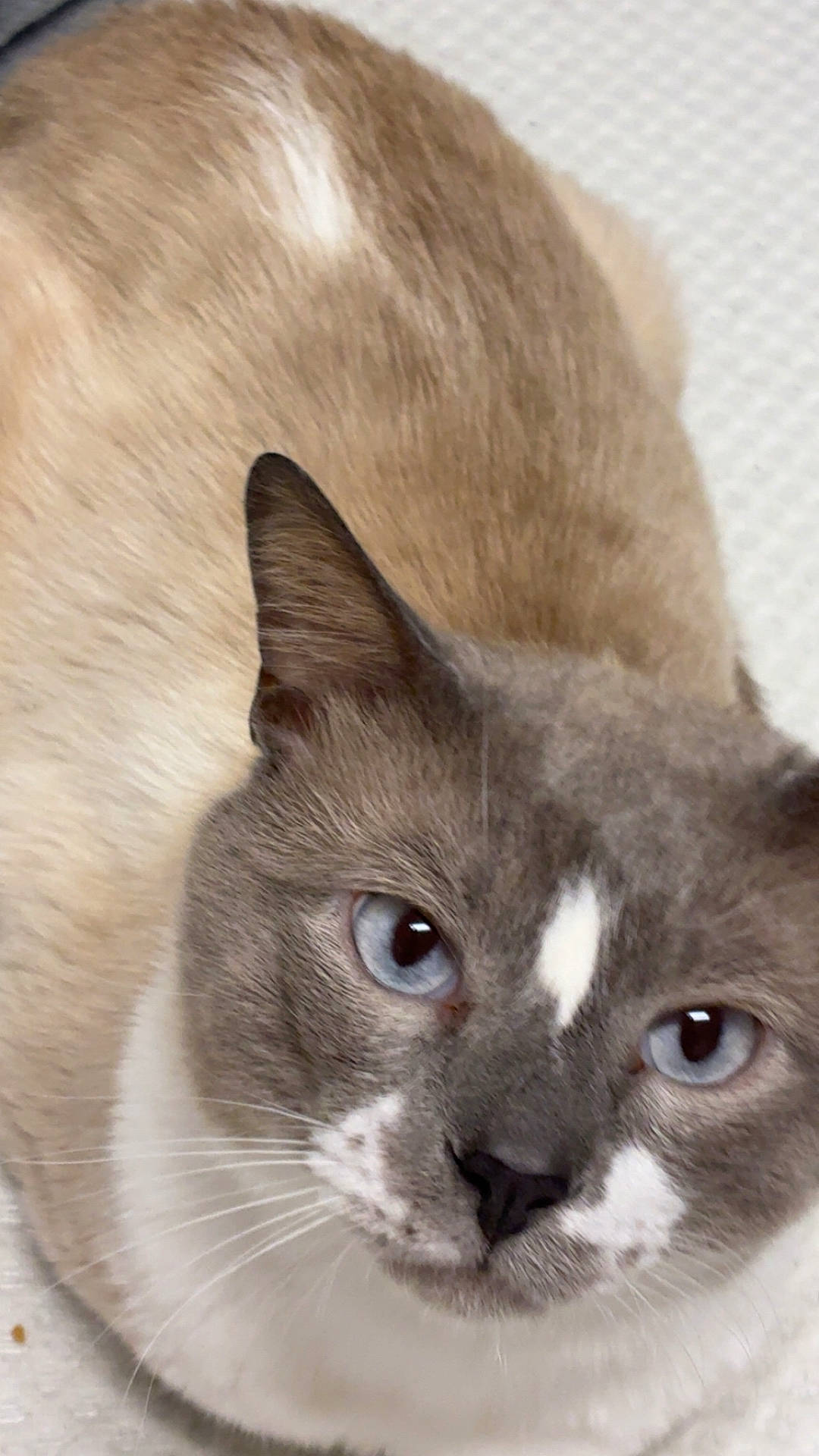 Yuki