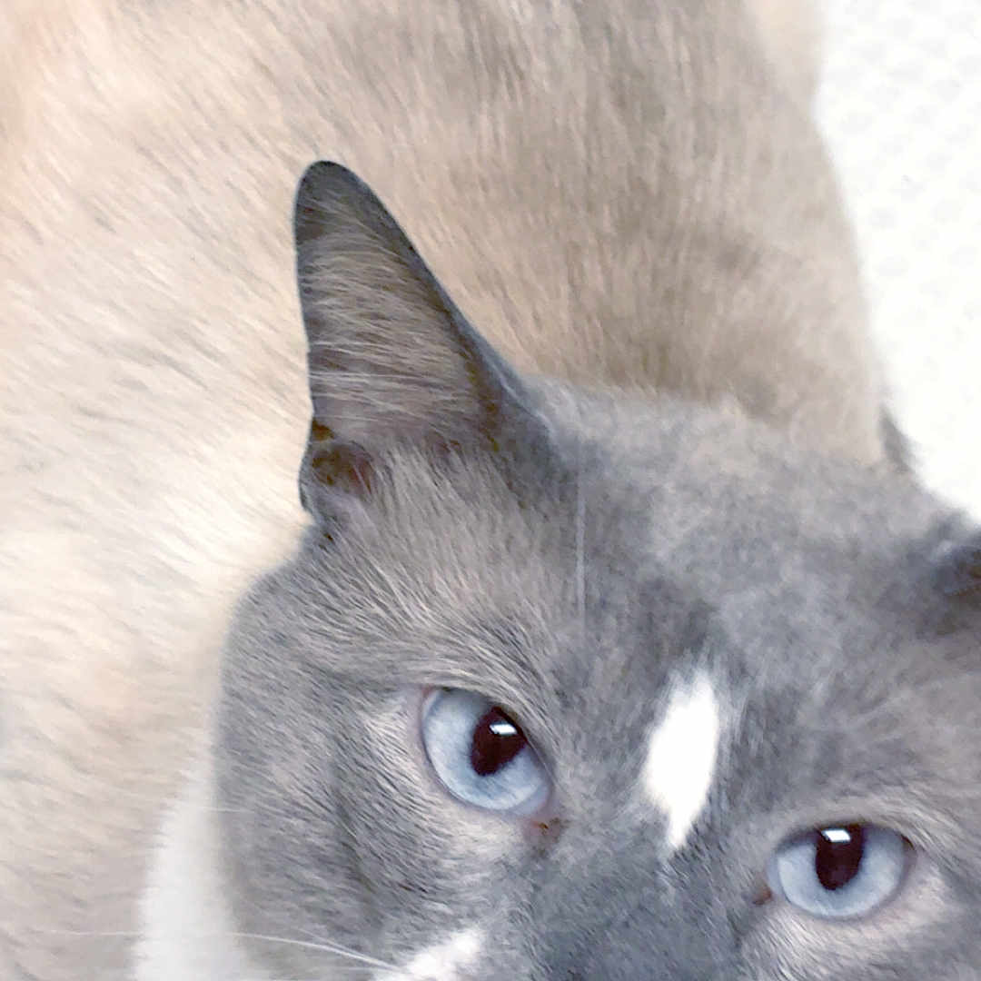 Yuki