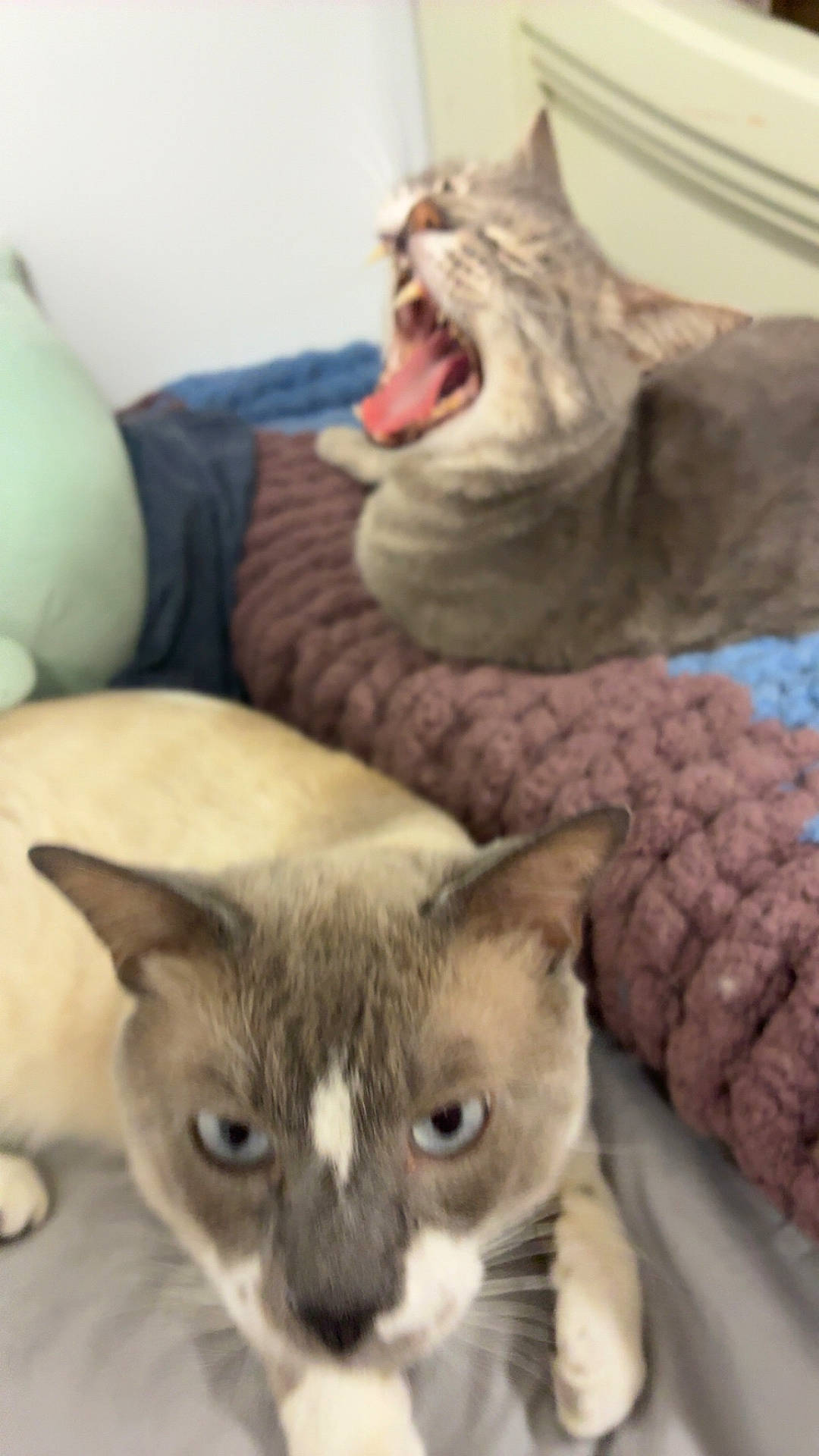 Yuki joined the competition — help win amazing prizes! animal, bed, blanket, blue_eyes, cat, cats, close_up, cozy, cute, domestic_cat, feline, fur, indoor, mouth_open, pet, resting, sleepy, two_animals, whiskers, yawning_cat
