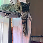 Dragon joined the competition — help win amazing prizes! cat, closeup, cozy, curtain, fur, furniture, green_eyes, hammock, home_interior, indoor, lounging, paw, pet, portrait, relaxed, shadow, sunlight, tabby_cat, whiskers, window