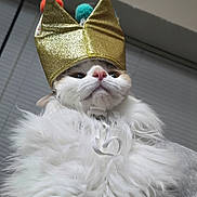 Nabi is registered to the contest to win money with this photo: cat, feline, crown, gold_hat, pet, white_fur, fluffy, portrait, indoor, window_blinds, human_hand, close_up, whiskers, pink_nose, eyes, costume, hat, regal, adorable, accessory