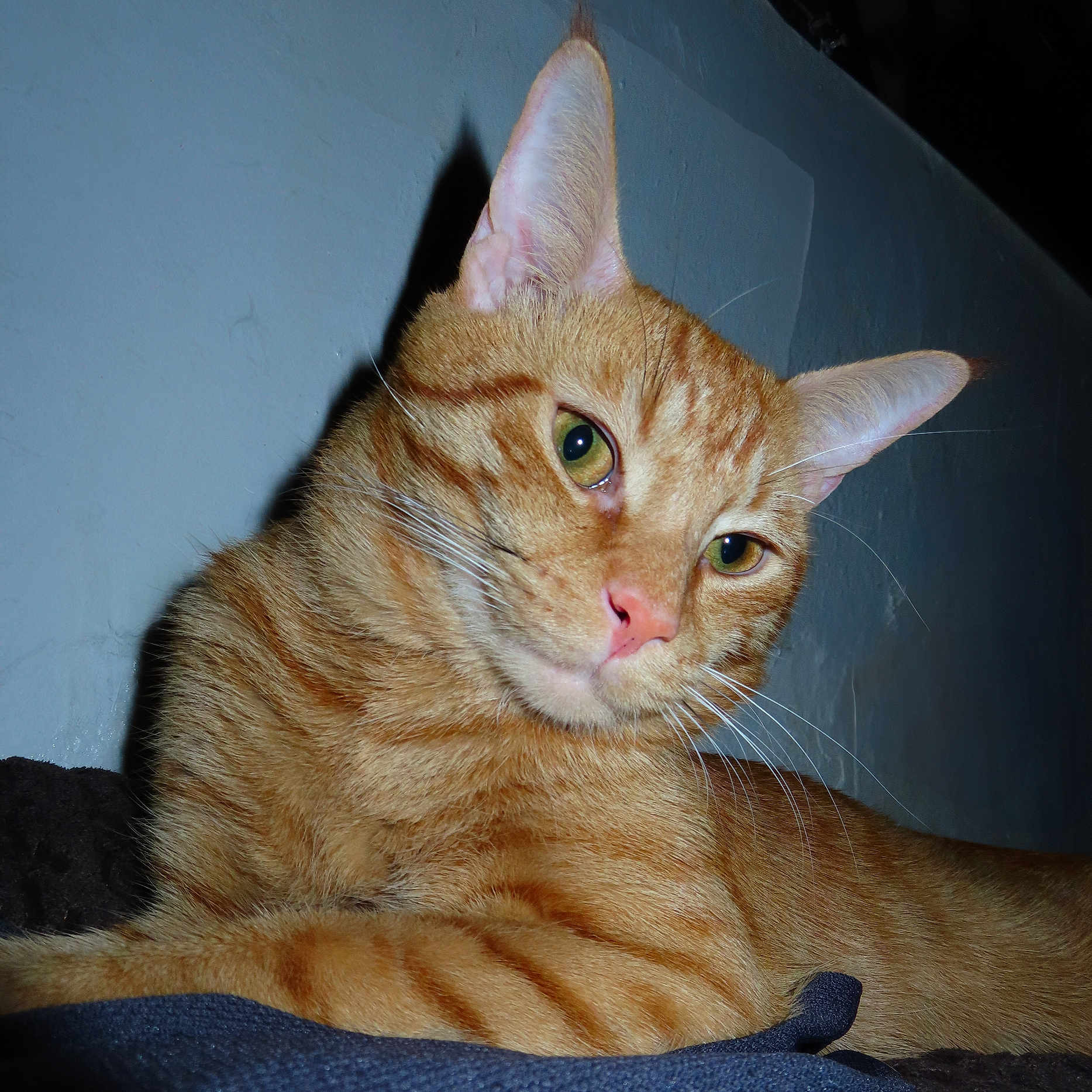 Cliff joined the competition — help win amazing prizes! animal, cat, close_up, cute, domestic_animal, ears, eyes, face, feline, fur, ginger_cat, indoor, lying_down, pet, portrait, relaxed, resting, sleepy, tabby, whiskers