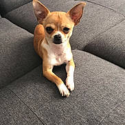 Minus participe au concours pour gagner de l'argent avec cette photo : dog, chihuahua, small_dog, pet, animal, sitting, crossed_paws, upright_ears, brown_fur, white_chest, black_nose, dark_eyes, portrait, indoor, sofa, couch, furniture, gray_background, cute, relaxed