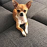 dog, chihuahua, small_dog, pet, animal, sitting, crossed_paws, upright_ears, brown_fur, white_chest, black_nose, dark_eyes, portrait, indoor, sofa, couch, furniture, gray_background, cute, relaxed