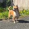 dog, small_dog, tan_dog, white_chest, standing, outdoors, sunlight, garden, flowers, yellow_flowers, grass, fence, wall, pavement, asphalt, shadow, animal, pet, portrait, smartphone_photo