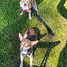 Minus a rejoint le concours — aidez-le/la à gagner de superbes lots ! dogs, chihuahuas, small_dogs, pets, outdoors, grass, lawn, sunlight, leashes, harnesses, red_harness, black_harness, standing, squinting, pointed_ears, short_hair, brown_and_white, tan_dog, animal_portrait, walking