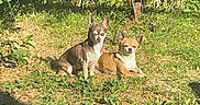 Minus participe au concours pour gagner de l'argent avec cette photo : dogs, two_dogs, small_dogs, chihuahua, pets, animal, outdoor, garden, grass, trees, foliage, sunlight, sitting, portrait, pointy_ears, brown_dog, white_chest, short_hair, lawn, nature