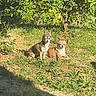 dogs, two_dogs, small_dogs, chihuahua, pets, animal, outdoor, garden, grass, trees, foliage, sunlight, sitting, portrait, pointy_ears, brown_dog, white_chest, short_hair, lawn, nature