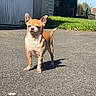 Minus a rejoint le concours — aidez-le/la à gagner de superbes lots ! dog, chihuahua, small_dog, tan_fur, white_fur, standing, outdoors, driveway, garage, lawn, dandelions, trees, sunny, daylight, portrait, pet, animal, pointed_ears, curled_tail, shadow
