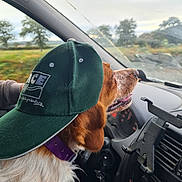 Sally a rejoint le concours — aidez-le/la à gagner de superbes lots ! animal, cap, car, collar, dashboard, dog, happy, interior, leisure, outdoor, pet, road_trip, scenery, seat, side_view, sky, travel, trees, vehicle, window
