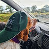 animal, cap, car, collar, dashboard, dog, happy, interior, leisure, outdoor, pet, road_trip, scenery, seat, side_view, sky, travel, trees, vehicle, window