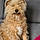 Odie