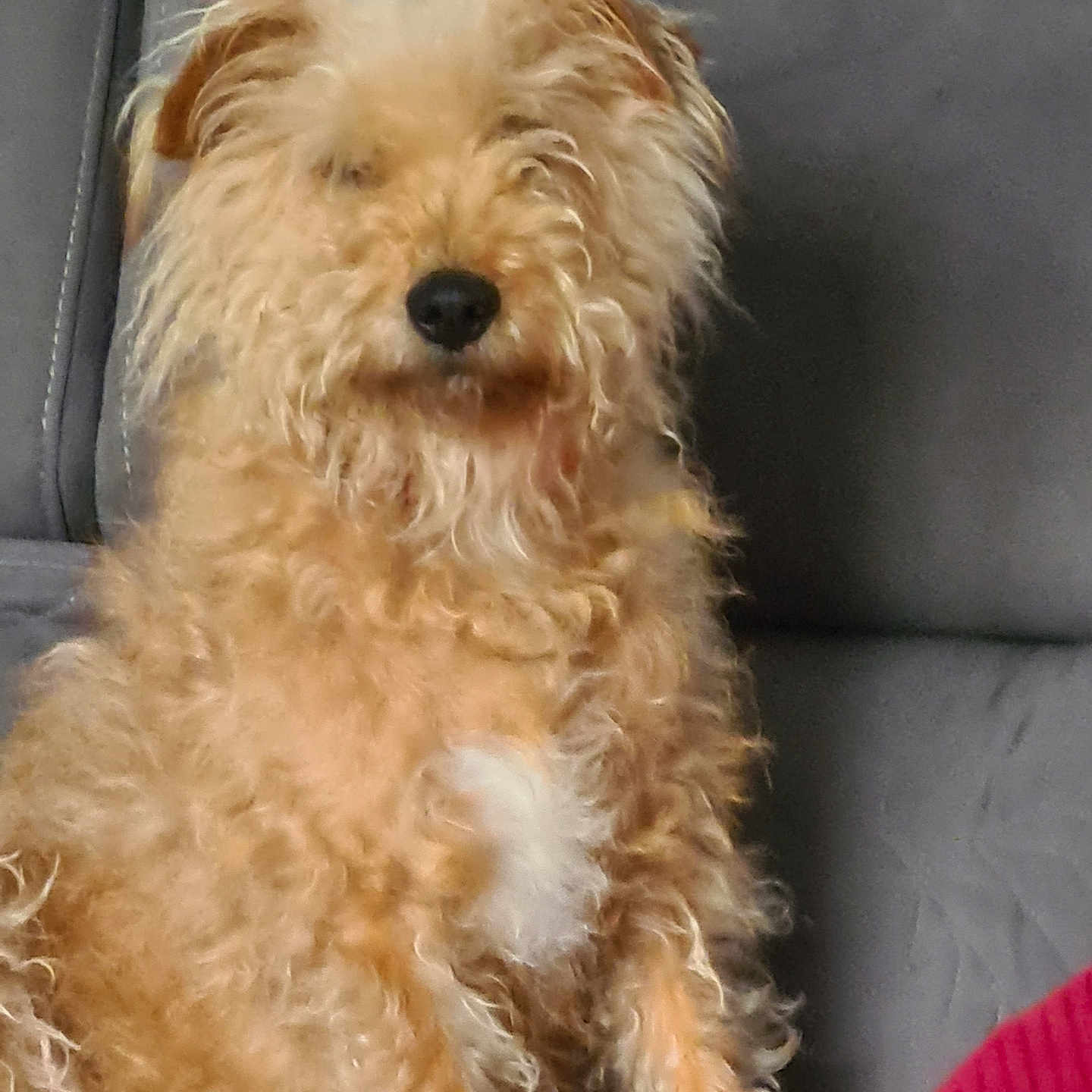 Odie