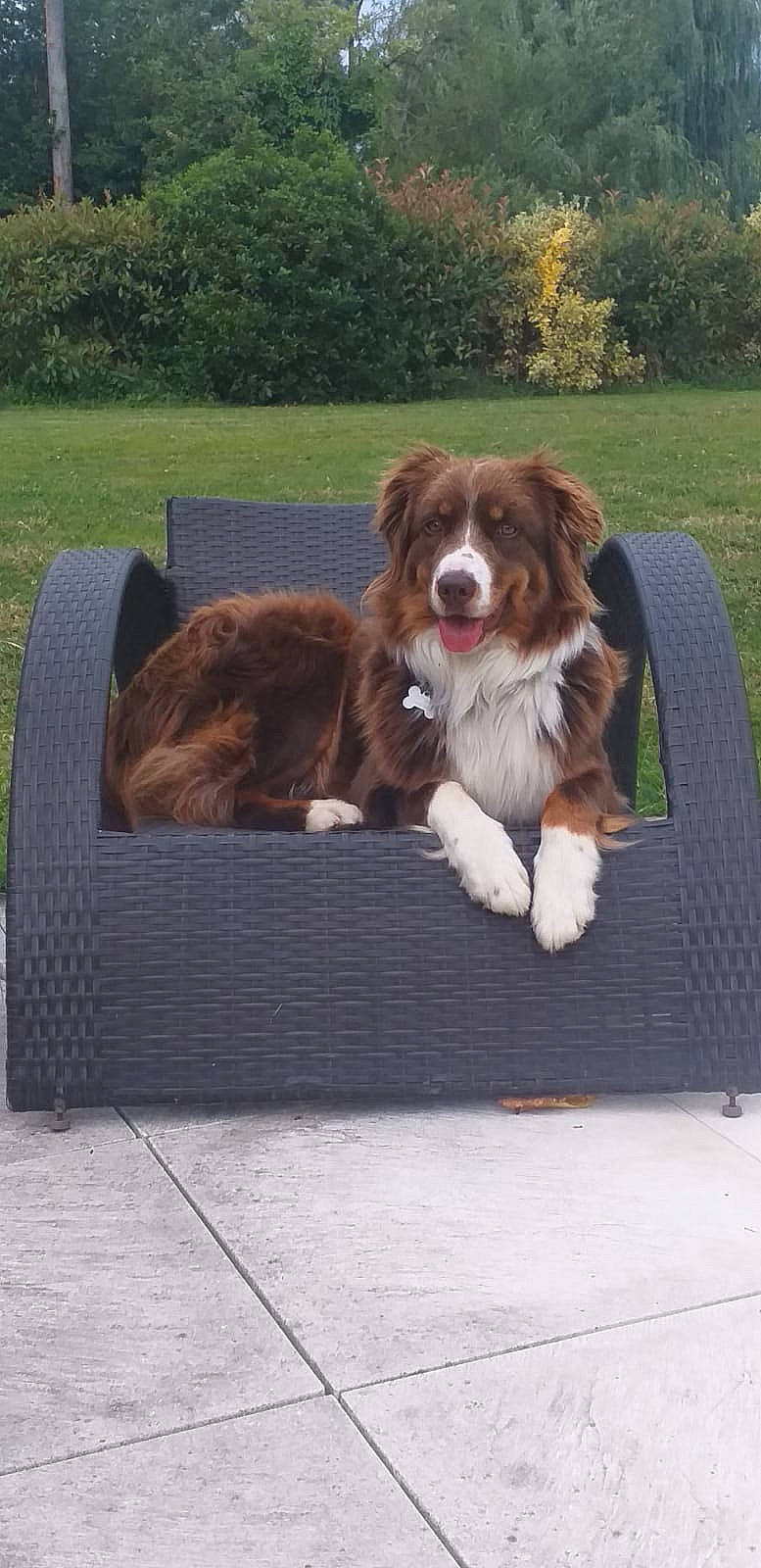 Romy a rejoint le concours — aidez-le/la à gagner de superbes lots ! brittany, canidae, carnivore, chair, companion_dog, dog, dog_breed, door, grass, gun_dog, herding_dog, liver, outdoor_furniture, plant, porch, road_surface, snout, sporting_group, tail, tree