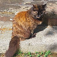 Minuit participe au concours pour gagner de l'argent avec cette photo : animal, cat, closeup, daylight, feline, fur, grass, mammal, nature, outdoor, peaceful, pet, relaxing, shadow, sitting, stone, sunlight, tail, texture, wildlife
