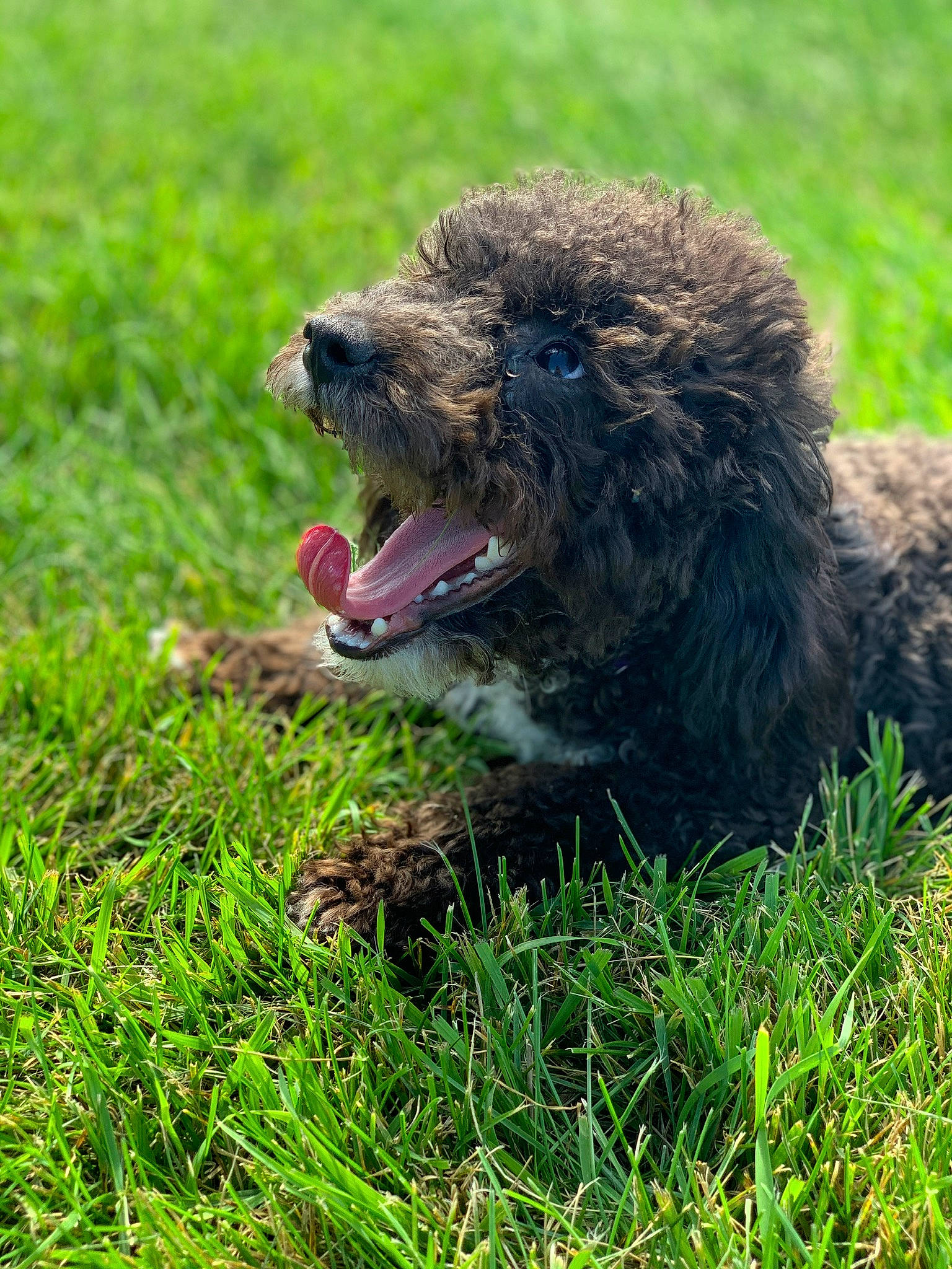 Maven is registered to the contest to win money with this photo: american_water_spaniel, barbet, canidae, carnivore, dog, dog_breed, grass, irish_water_spaniel, lagotto_romagnolo, mammal, plant, poodle, portuguese_water_dog, spaniel, spanish_water_dog, sporting_group, standard_poodle, terrestrial_animal, vertebrate, water_dog