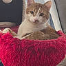 cat, orange_cat, white_cat, pet, animal, feline, portrait, close_up, sitting, lounging, fluffy, fur, whiskers, ears, eyes, pink_nose, red_hammock, hanging_toy, indoors, timestamp
